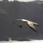På albatros-tur i nærheden af Dunedin